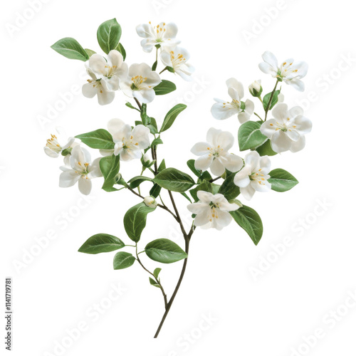 Blooming white flowers branch nature garden botanical photography outdoor setting close-up view beauty of spring