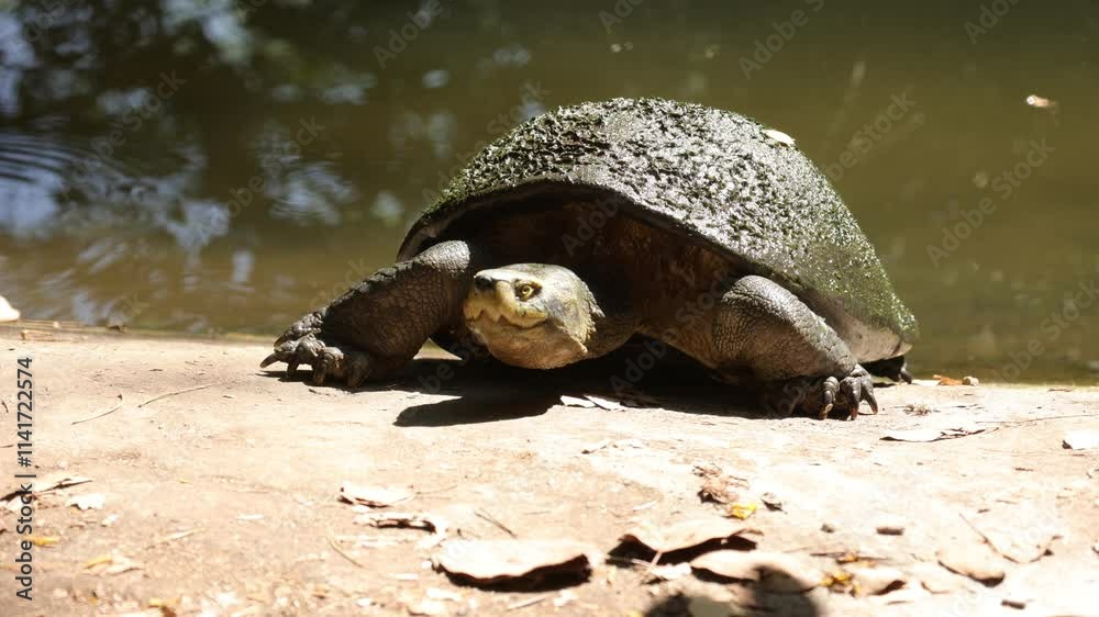 turtle on a tree