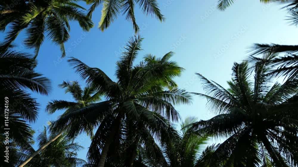 Moving low angle view of Coconut palm trees in jungle with blue sky on summer day Moving low angle view of Coconut palm trees in jungle with blue sky on summer day