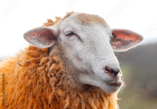 A sheep with a white face and brown wool photo