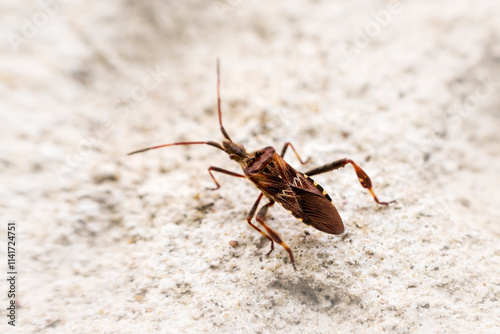 Western conifer bug on ground