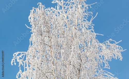 A tree with a lot of snow on it is in front of a blue sky