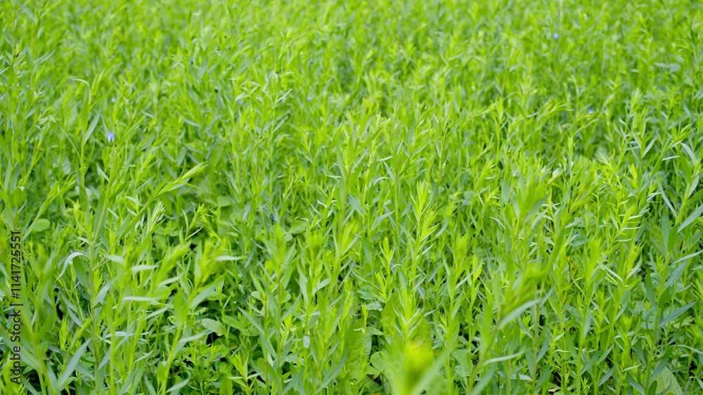 flax cultivation, flax plant, organic farm. flax plants growing in the field. flax cultivation, flax plant, organic farm. flax plants growing in the field.