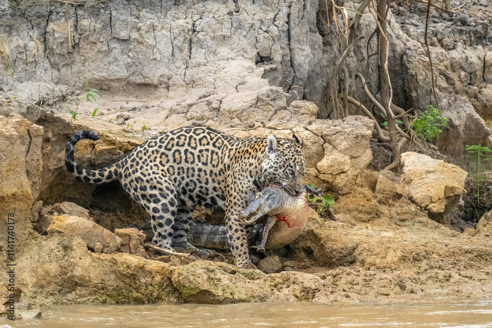 Jaguar holding a caiman in its mouth Jaguar holding a caiman in its mouth
