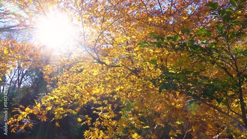 Yellow leaves in the autumn sun