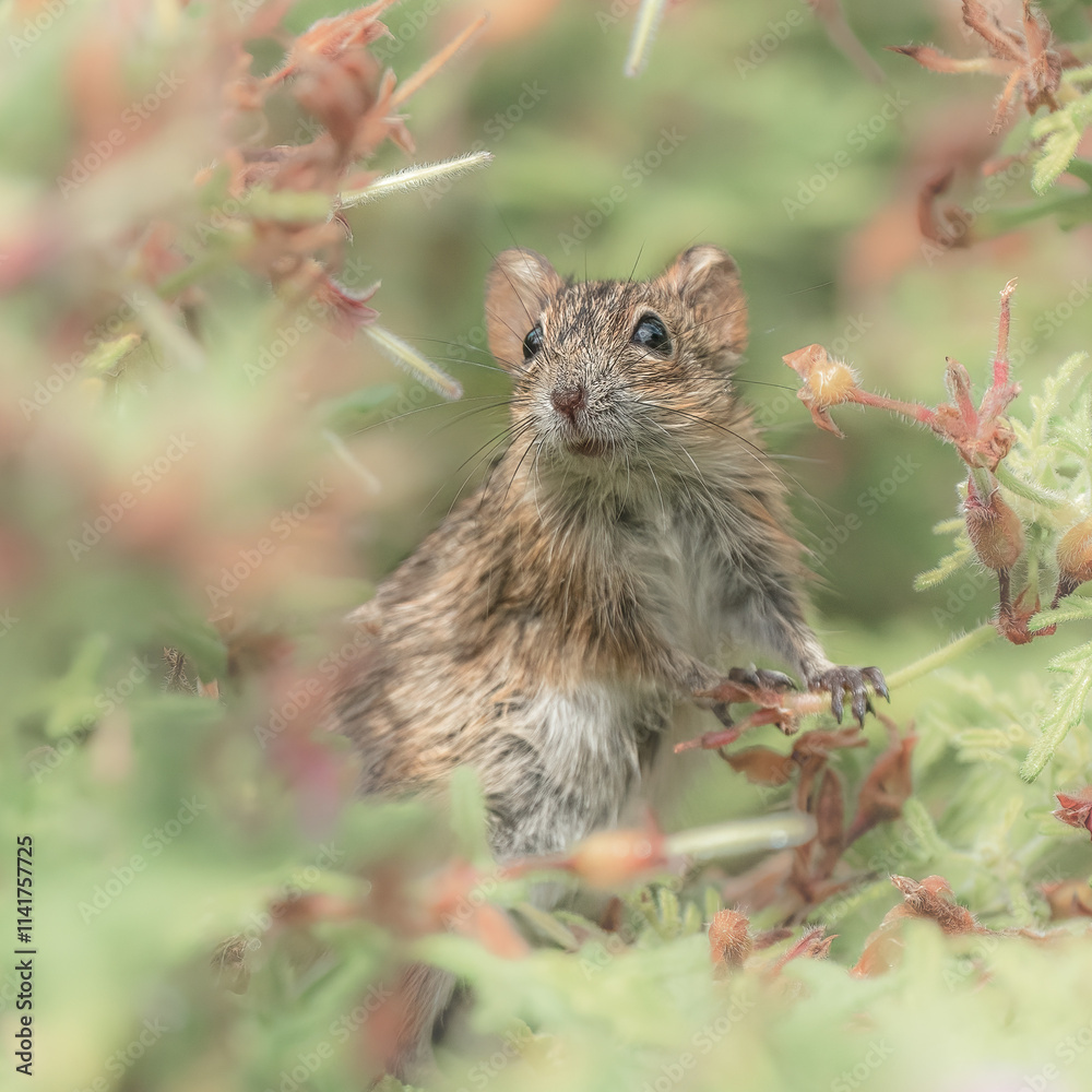 A tiny mouse scurries through the scrub, its fur blending with the earthy tones. Whiskers twitch as it pauses, alert to every sound, while sunlight filters through the tangled branches above. A tiny mouse scurries through the scrub, its fur blending with the earthy tones. Whiskers twitch as it pauses, alert to every sound, while sunlight filters through the tangled branches above.