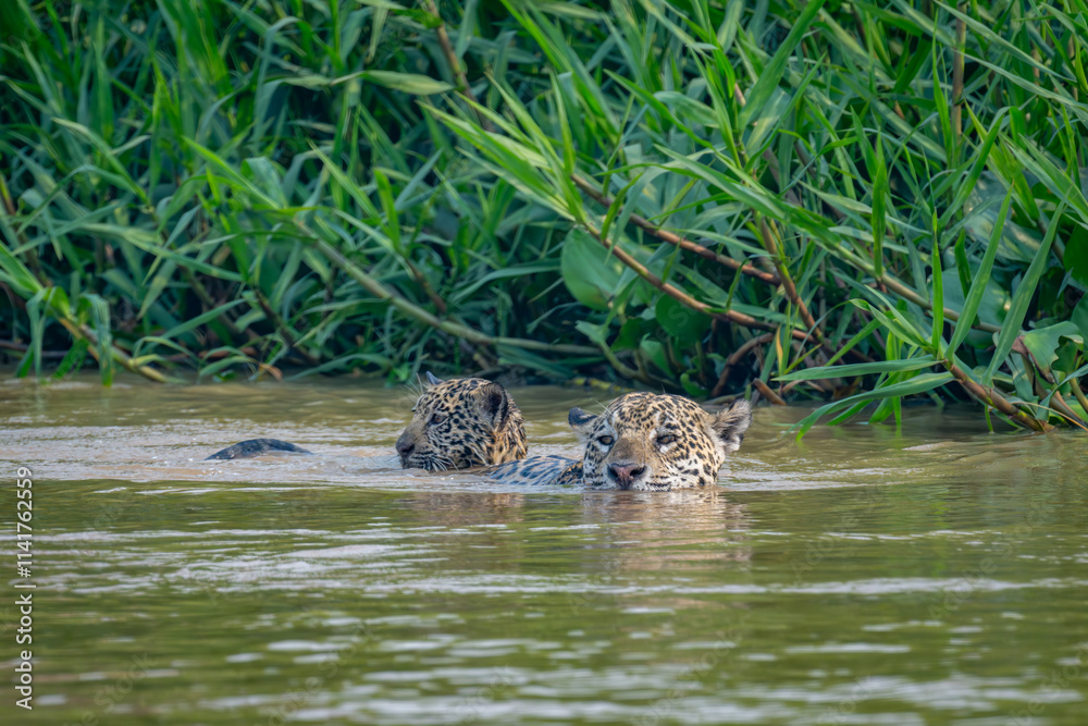 Female jaguar and cub swimming in the river Female jaguar and cub swimming in the river