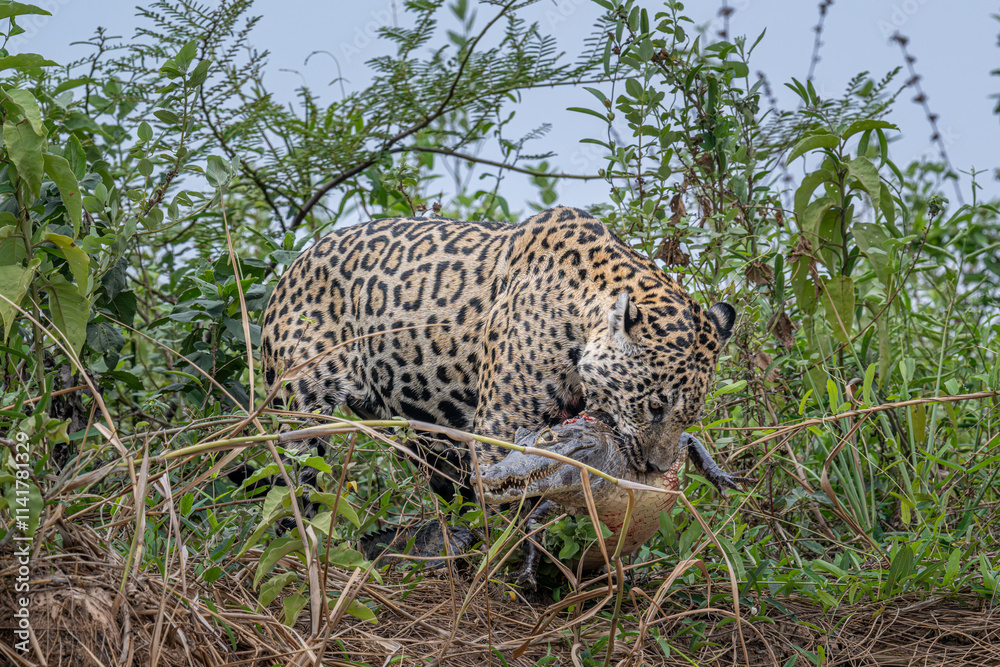 Jaguar holding a caiman in its mouth Jaguar holding a caiman in its mouth
