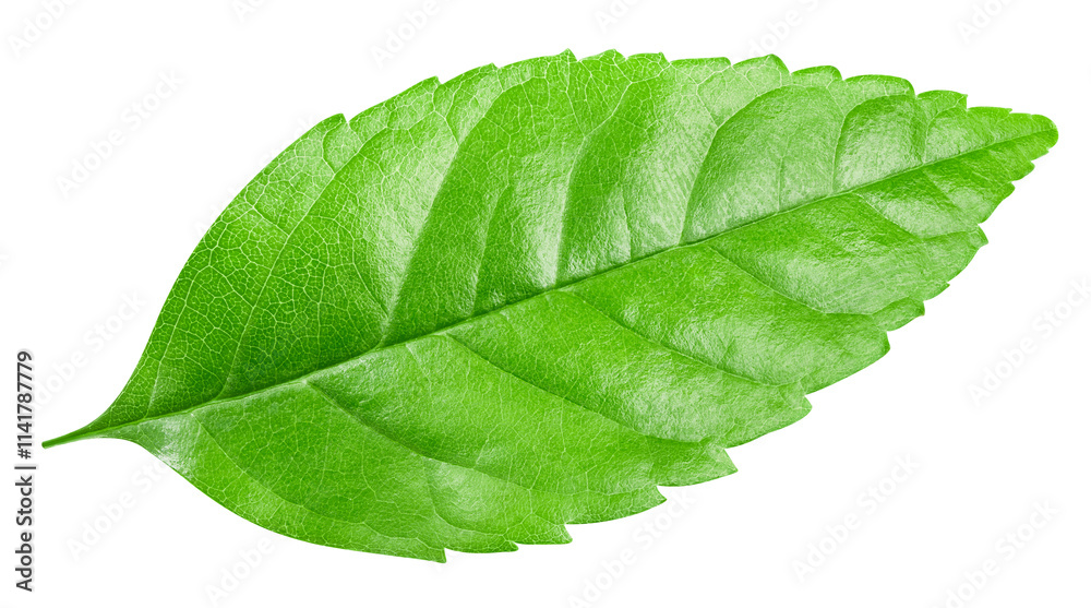 Obraz premium Green leaves isolated on a white background. Leaves isolated clipping path