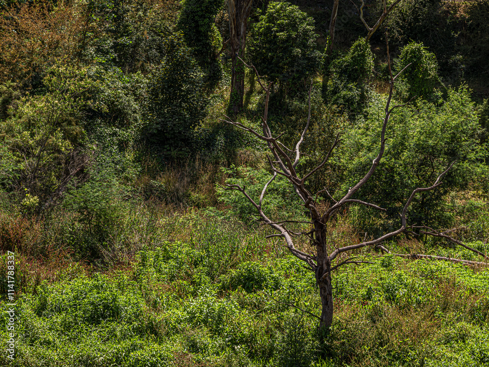 Dead Tree With Spreading Branches In Weeds
