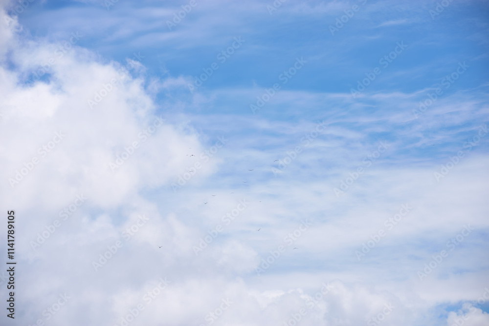 Naklejka premium White-tailed tropicbird, a stunning seabird native to Mauritius.