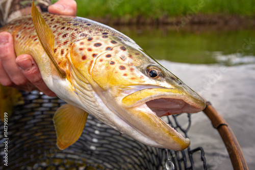 Brown trout caught in net in Montana. photo