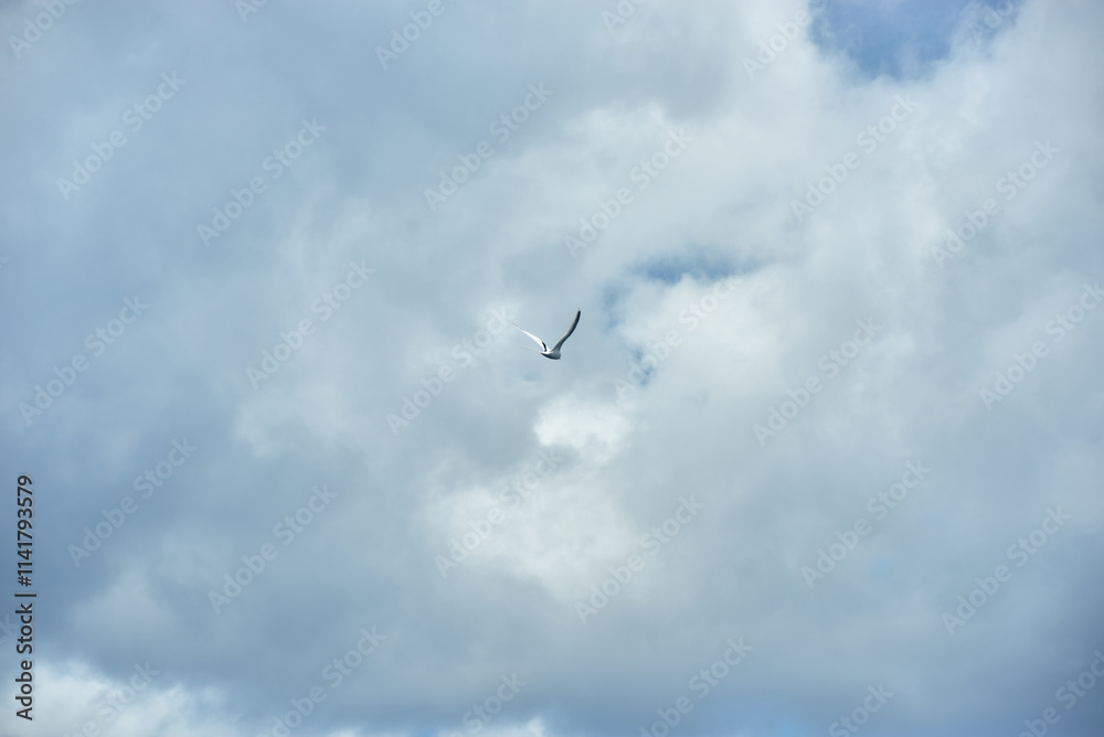 White-tailed tropicbird, a stunning seabird native to Mauritius. White-tailed tropicbird, a stunning seabird native to Mauritius.
