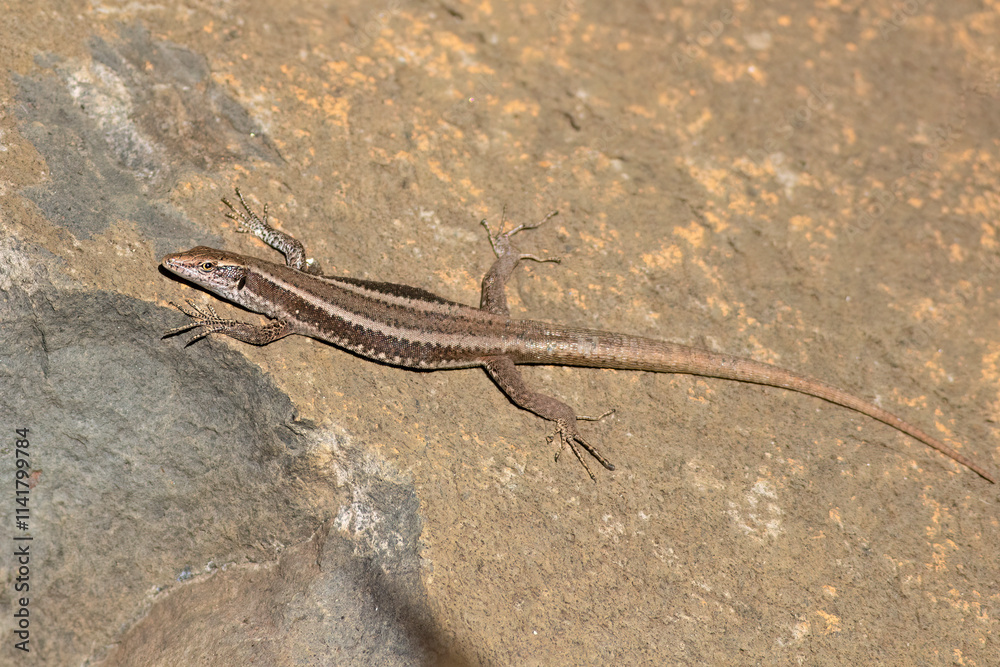 Madeiran wall lizard, Teira dugesii, endemic species is sunbathing on a stone Madeiran wall lizard, Teira dugesii, endemic species is sunbathing on a stone