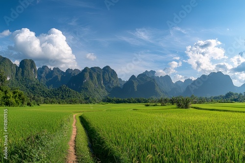 Vast green rice fields, with distant mountains and blue sky in the background. There is an open path between two rows of paddy field plants.