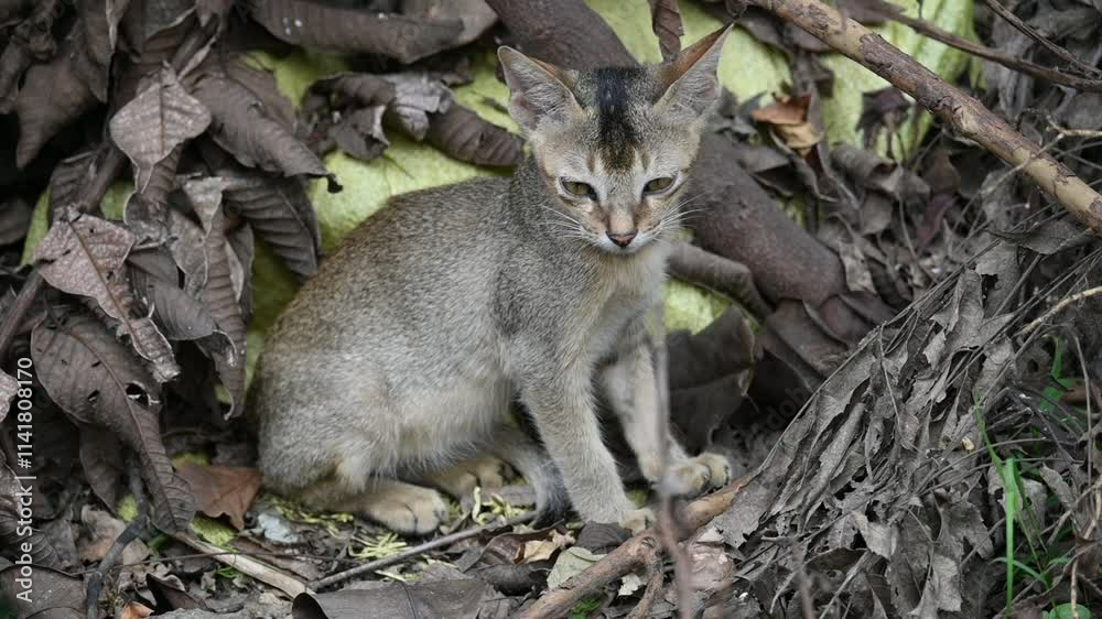 Cat sitting on a patch of grass. It has a light brown coat and appears to be looking around curiously. The cat is surrounded by dry leaves and twigs. Slow motion video. Cat sitting on a patch of grass. It has a light brown coat and appears to be looking around curiously. The cat is surrounded by dry leaves and twigs. Slow motion video.