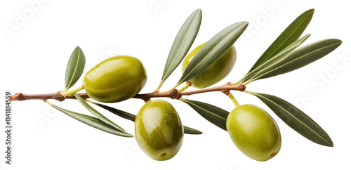 PNG Olive branch fruit plant food. photo