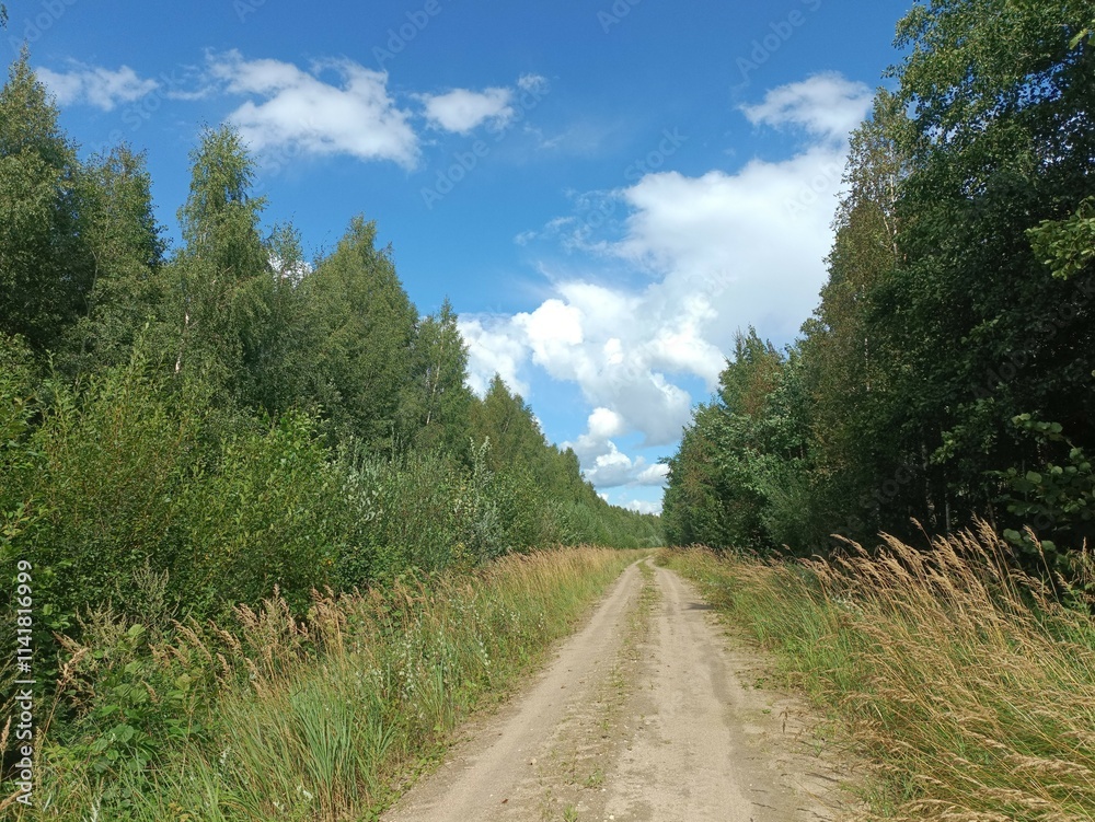 Road in forest in Siauliai county during sunny summer day. Oak and birch tree woodland. Sunny day with white clouds in blue sky. Bushes are growing in woods. Sandy road. Nature. Miskas. Road in forest in Siauliai county during sunny summer day. Oak and birch tree woodland. Sunny day with white clouds in blue sky. Bushes are growing in woods. Sandy road. Nature. Miskas.