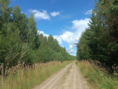 Road in forest in Siauliai county during sunny summer day. Oak and birch tree woodland. Sunny day with white clouds in blue sky. Bushes are growing in woods. Sandy road. Nature. Miskas.