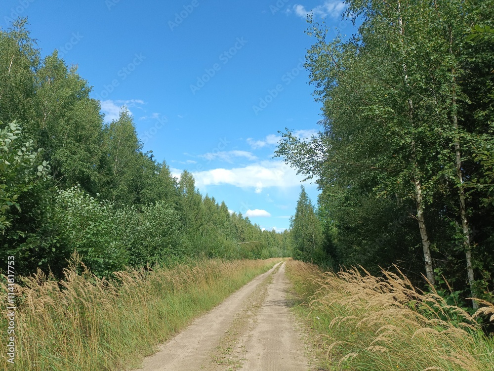 Road in forest in Siauliai county during sunny summer day. Oak and birch tree woodland. Sunny day with white clouds in blue sky. Bushes are growing in woods. Sandy road. Nature. Miskas. Road in forest in Siauliai county during sunny summer day. Oak and birch tree woodland. Sunny day with white clouds in blue sky. Bushes are growing in woods. Sandy road. Nature. Miskas.