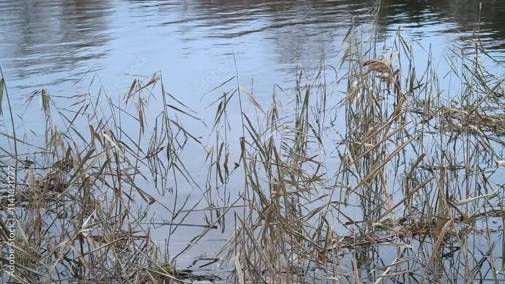 dry reeds in water. reeds bend from branches. river bank with reeds. dry reeds in water. reeds bend from branches. river bank with reeds.