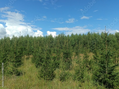 Forest in Siauliai county during sunny summer day. Oak and birch tree woodland. Sunny day with white clouds in blue sky. Bushes are growing in woods. Nature. Summer season. Miskas.