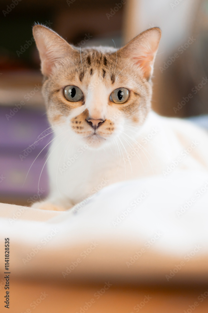 tabby cat looks at the camera with elegance.at behavior. tabby cat looks at the camera with elegance.at behavior.