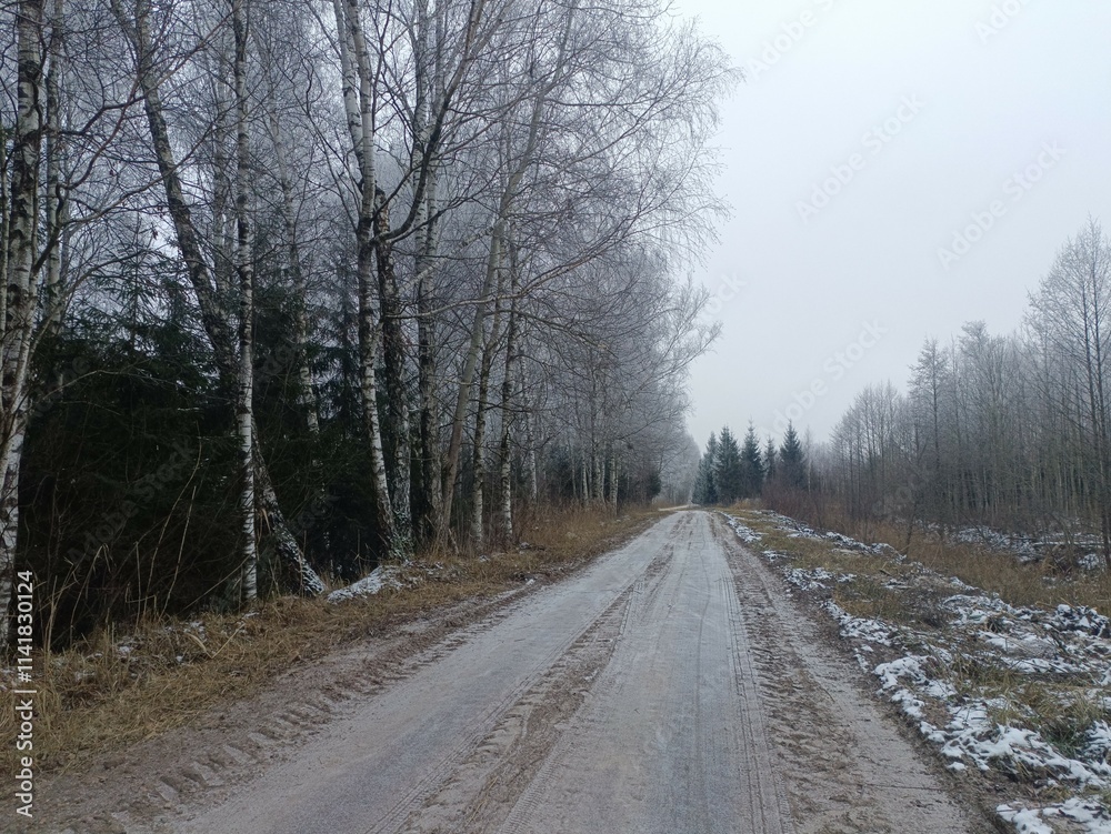 Road in forest in Siauliai county during cloudy winter day. Oak and birch tree woodland. Cloudy day with white clouds in sky. Bushes are growing in woods. Sandy road. Nature. Winter season. Miskas. Road in forest in Siauliai county during cloudy winter day. Oak and birch tree woodland. Cloudy day with white clouds in sky. Bushes are growing in woods. Sandy road. Nature. Winter season. Miskas.
