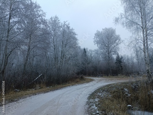 Road in forest in Siauliai county during cloudy winter day. Oak and birch tree woodland. Cloudy day with white clouds in sky. Bushes are growing in woods. Sandy road. Nature. Winter season. Miskas. photo