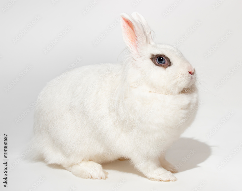 White dwarf decorative rabbit. Full length adult female rabbit with blue eyes on a white background. White dwarf decorative rabbit. Full length adult female rabbit with blue eyes on a white background.