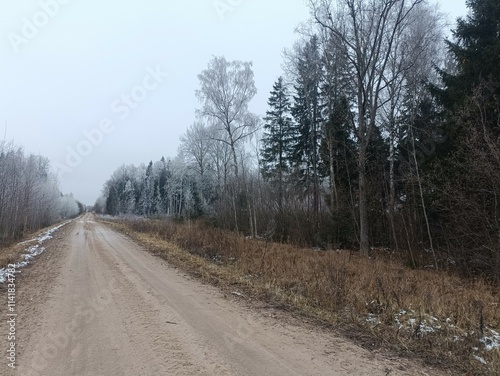 Road in forest in Siauliai county during cloudy winter day. Oak and birch tree woodland. Cloudy day with white clouds in sky. Bushes are growing in woods. Sandy road. Nature. Winter season. Miskas. photo