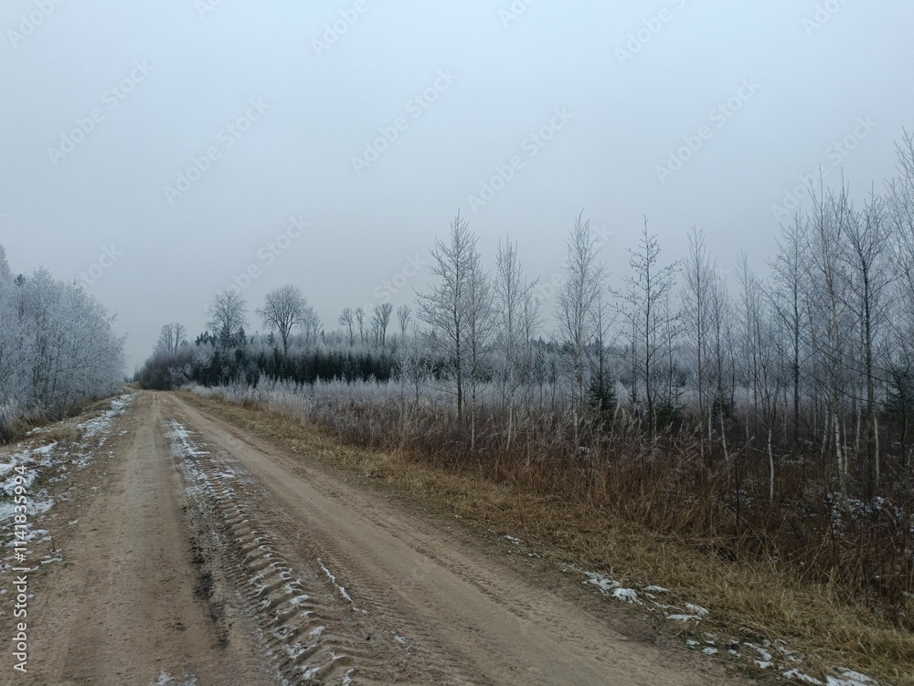 Road in forest in Siauliai county during cloudy winter day. Oak and birch tree woodland. Cloudy day with white clouds in sky. Bushes are growing in woods. Sandy road. Nature. Winter season. Miskas. Road in forest in Siauliai county during cloudy winter day. Oak and birch tree woodland. Cloudy day with white clouds in sky. Bushes are growing in woods. Sandy road. Nature. Winter season. Miskas.
