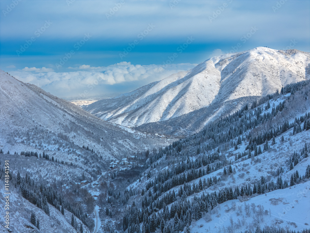 snowy mountain with fir trees in the snow