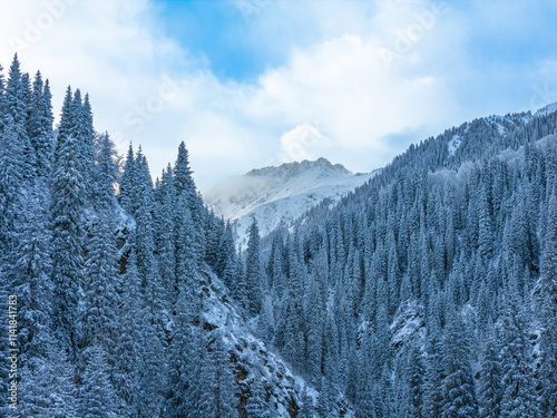 snowy mountain with fir trees in the snow