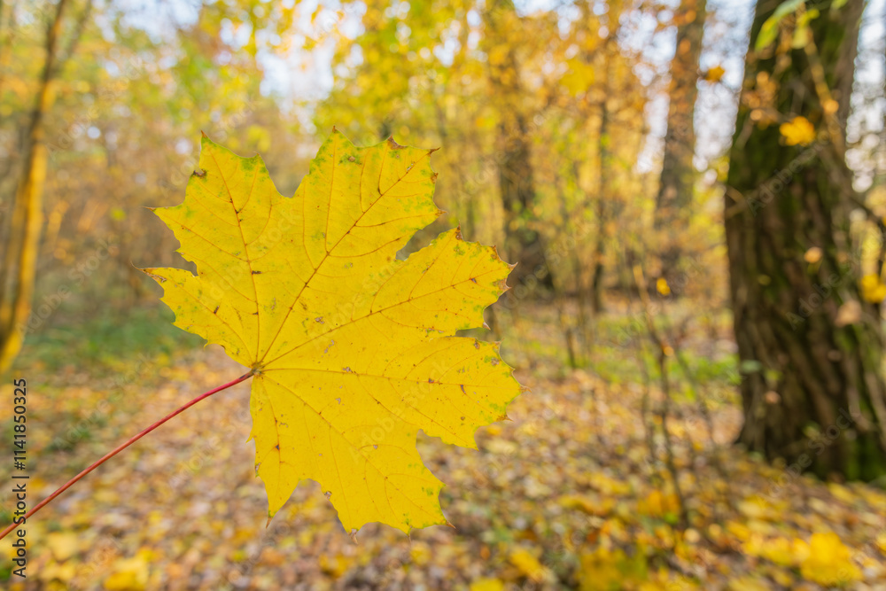 Yellow maple leaf in focus against a blurred autumn forest background. Perfect for themes like nature, seasons, foliage, or environmental projects. Yellow maple leaf in focus against a blurred autumn forest background. Perfect for themes like nature, seasons, foliage, or environmental projects.