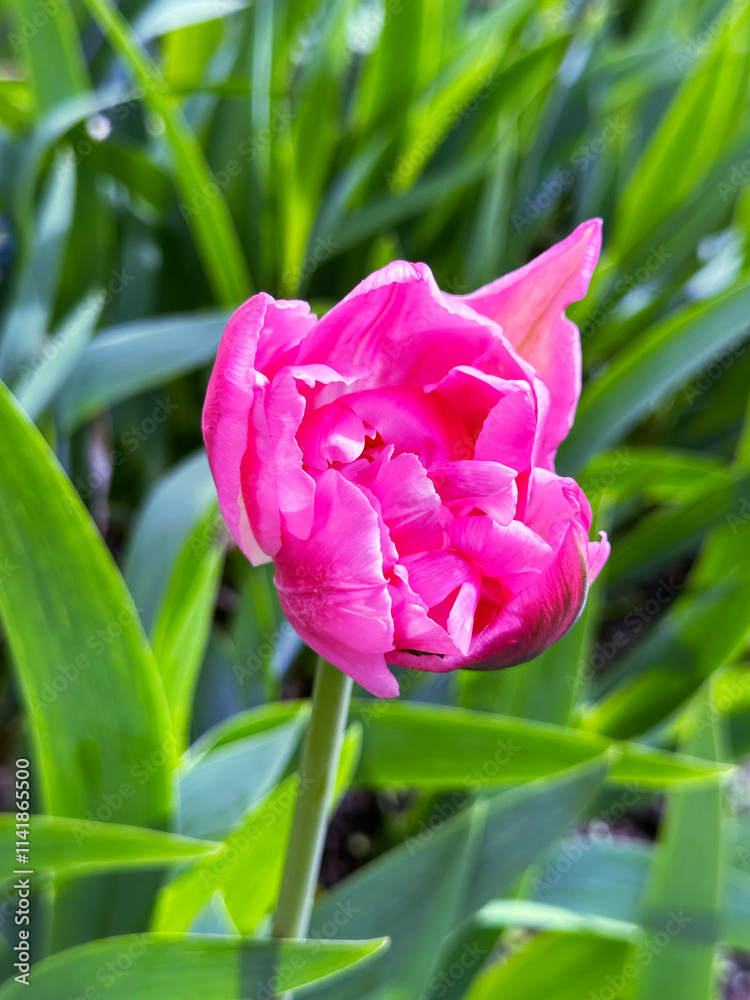 Fototapeta premium pink tulip with a white tint