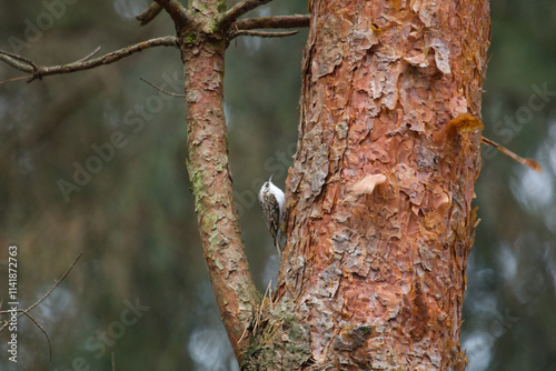 Fototapeta Naklejka Na Ścianę i Meble -  Short toed on the pine tree on the forest. Certhia brachydactyla