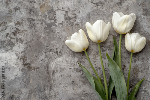 Elegant white tulips on textured background for spring decoration, wedding design, nature themes, floral greetings, or seasonal celebration projects photo