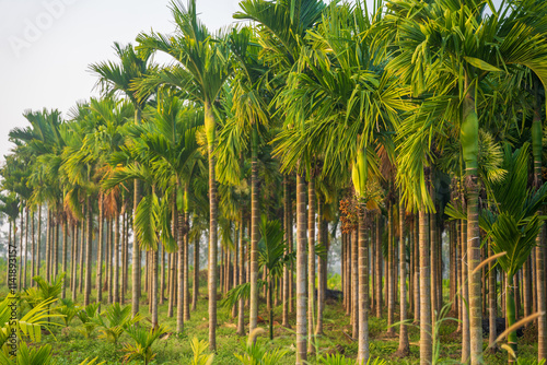 Tableau sur toile areca nut tree farm in Karnataka india
