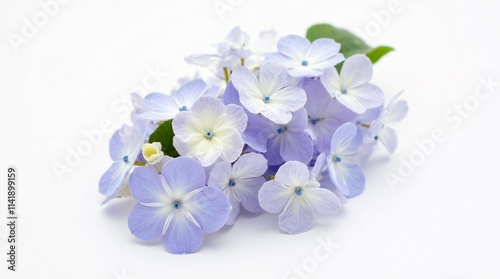 Wallpaper Mural Purple Hydrangeas Isolated on a White Background. Torontodigital.ca