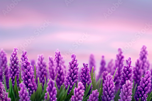 Lavender Field at Sunset with Purple Skies,