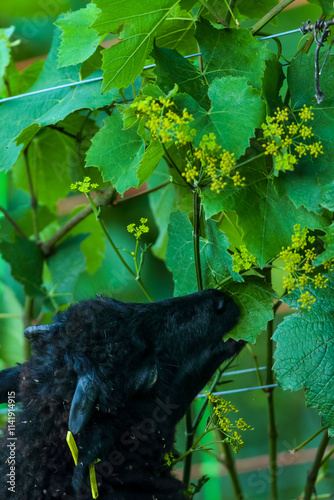 mouton utilisé pour l'effeuillage des vignes photo