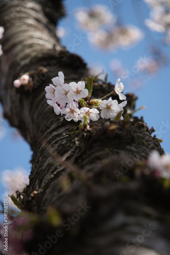 厚田の桜で有名な墓地公園で撮影した満開の桜