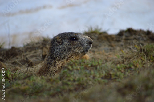 marmotta photo