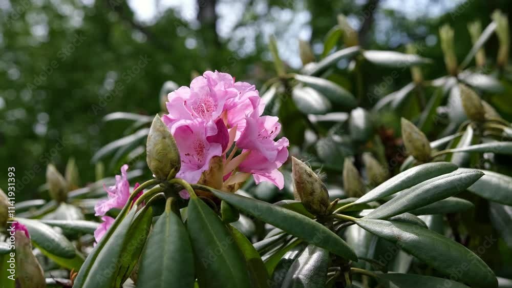Flowering rhododendron bush in the garden. Flowering rhododendron bush in the garden.