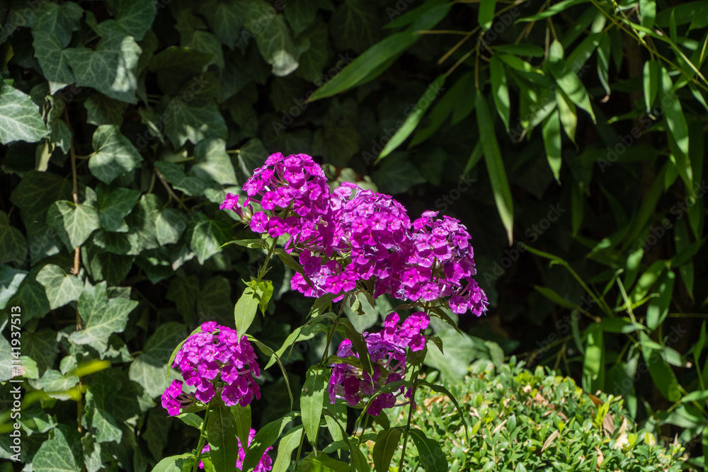 Purple flame flowers of garden phlox (Phlox paniculata) on blurred background of garden greenery. Blooming pink phlox in summer garden. Selective focus close-up. Copy space Purple flame flowers of garden phlox (Phlox paniculata) on blurred background of garden greenery. Blooming pink phlox in summer garden. Selective focus close-up. Copy space