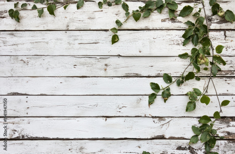 White wood planks with green vines growing on corner. White wood planks with green vines growing on corner.