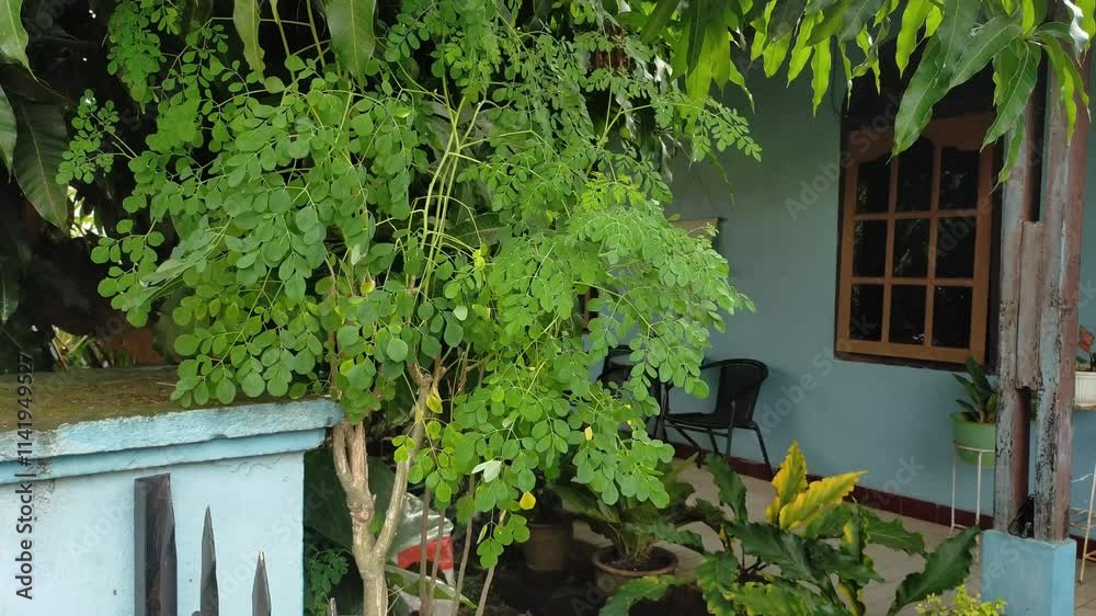 Moringa Leaf Video. Moringa leaf herbal plant.