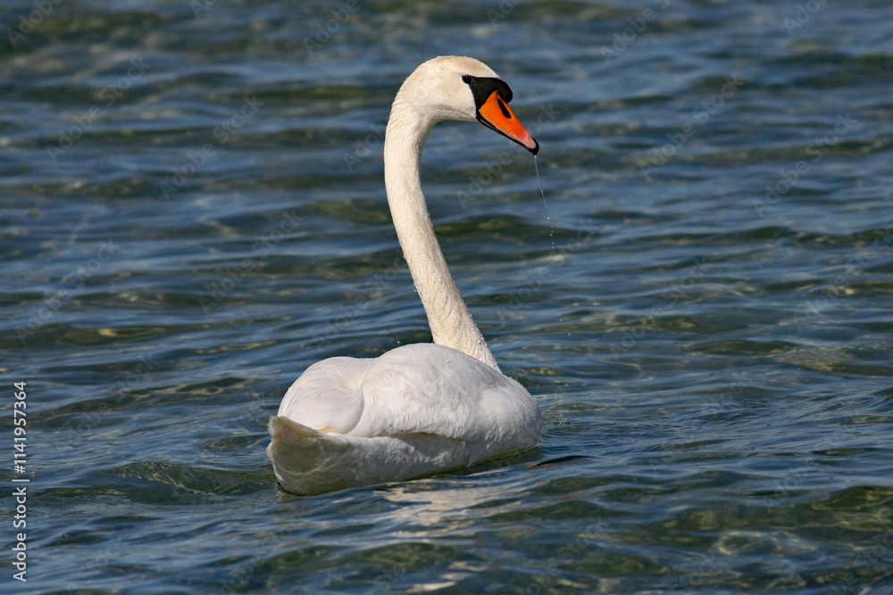 Fototapeta premium Mute Swan