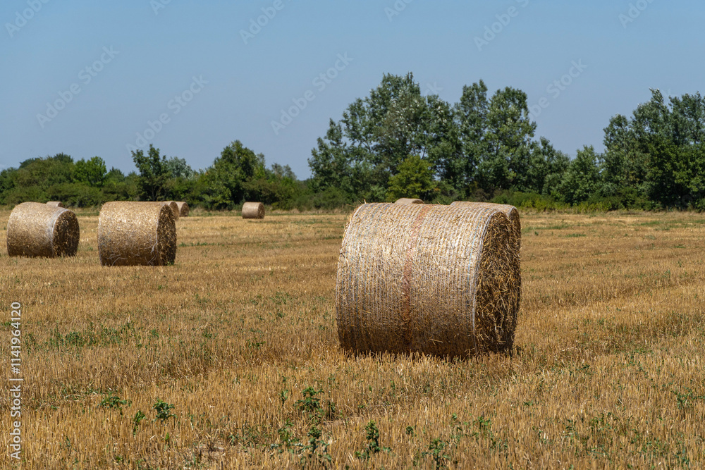 Endless field with round bales of straw against the blue summer sky. Selective focus. Field after harvesting wheat. Close-up of golden straw bales. Nature concept for design. Endless field with round bales of straw against the blue summer sky. Selective focus. Field after harvesting wheat. Close-up of golden straw bales. Nature concept for design.